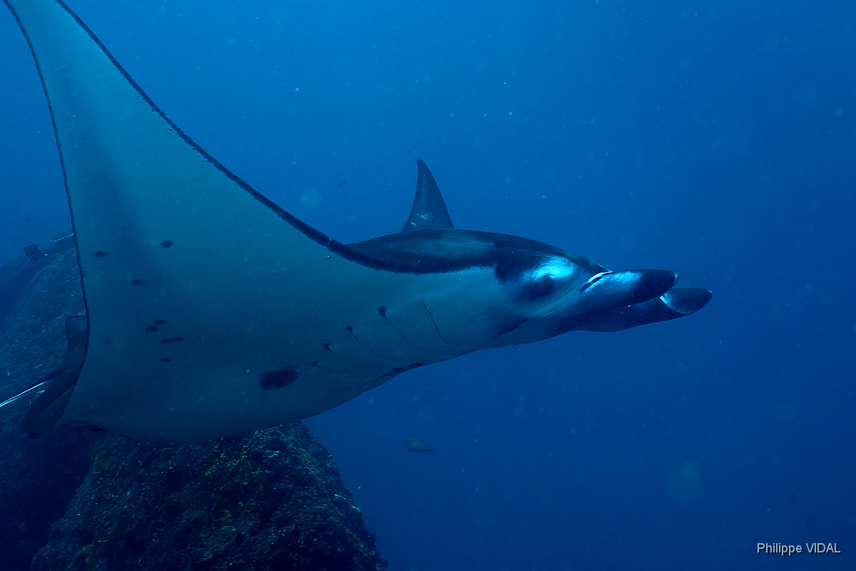 Bali 2016 - Oceanic Manta Ray - Raie Manta Oceanique - Manta Birostris - IMG_6041_rc.jpg